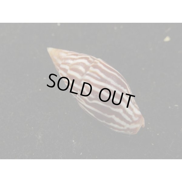 画像2: オオシマヤタテ (2)