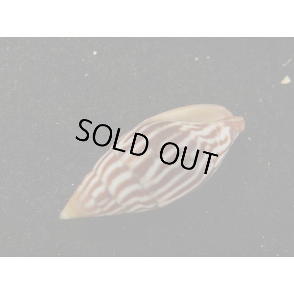 画像3: オオシマヤタテ (3)