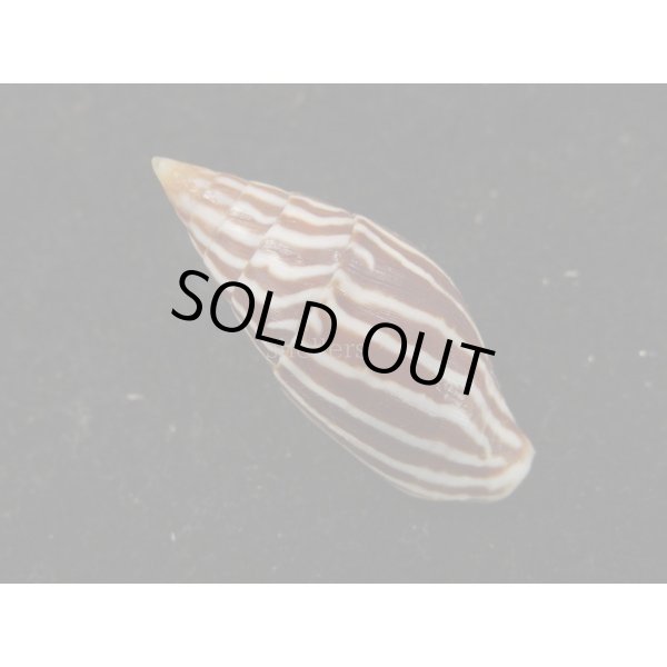 画像2: オオシマヤタテ (2)