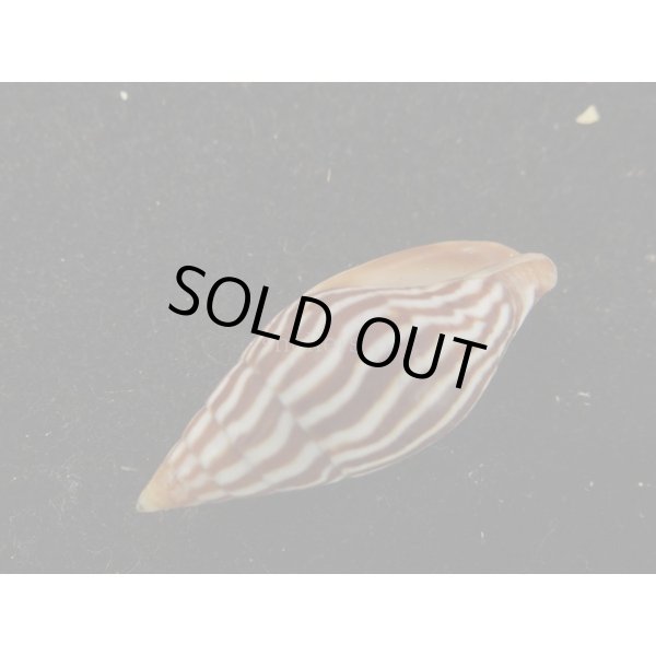 画像3: オオシマヤタテ (3)