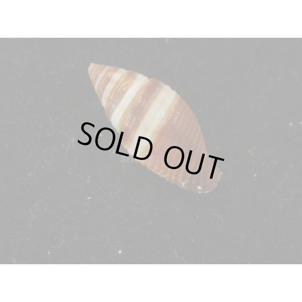 画像2: オビフデ (2)