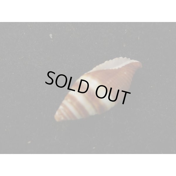 画像3: オビフデ (3)