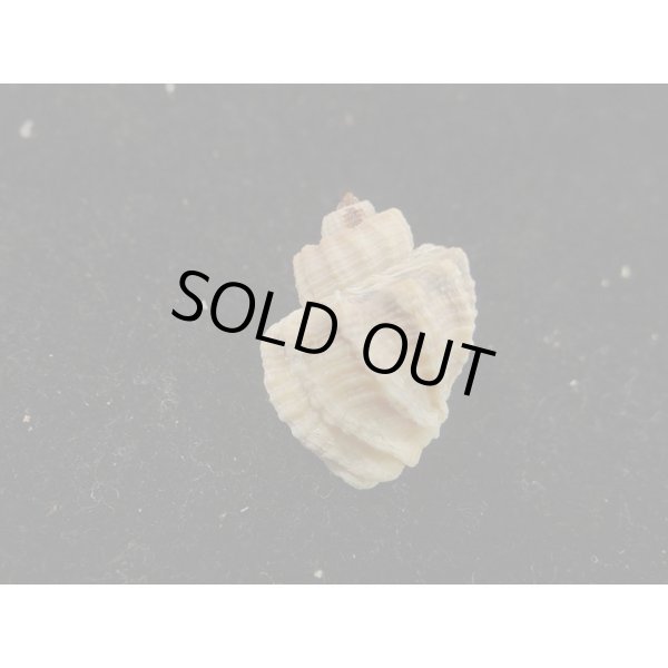 画像2: カタハリオリイレボラ (2)