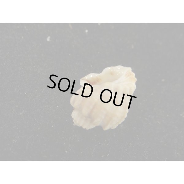 画像3: カタハリオリイレボラ (3)