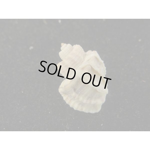 画像2: カタハリオリイレボラ (2)