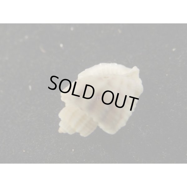 画像3: カタハリオリイレボラ (3)