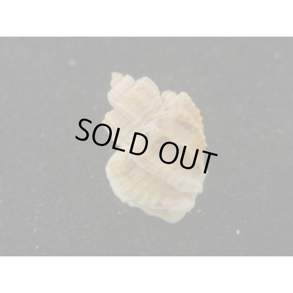 画像2: カタハリオリイレボラ (2)