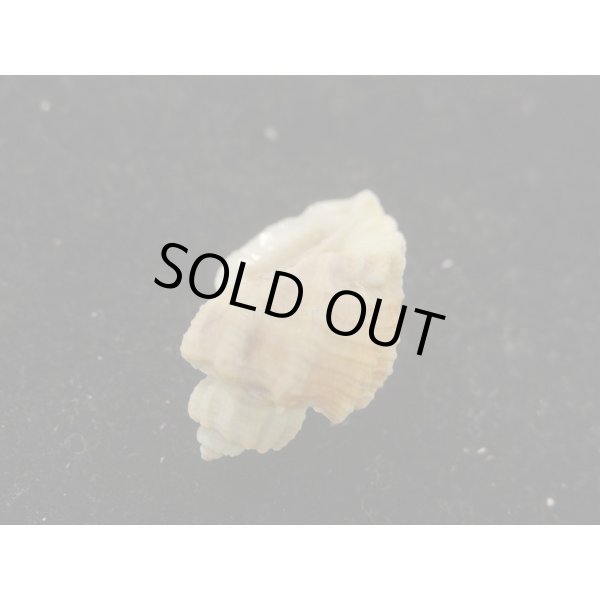 画像3: カタハリオリイレボラ (3)