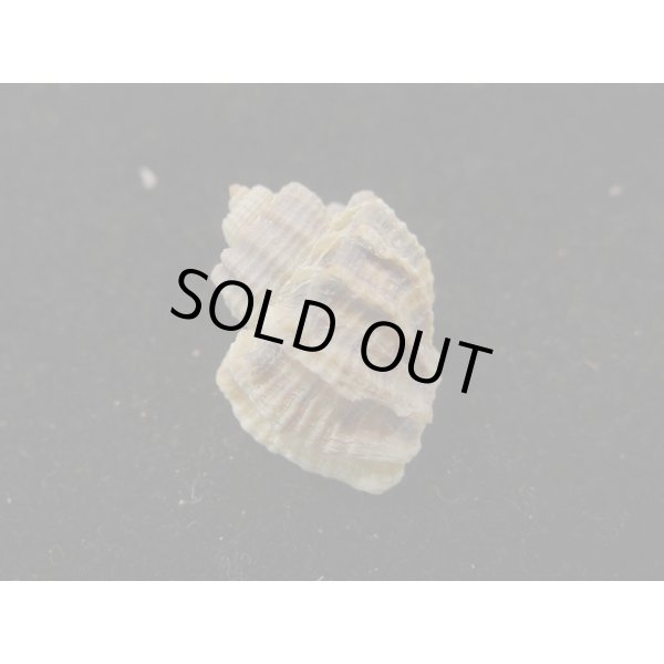 画像2: カタハリオリイレボラ (2)