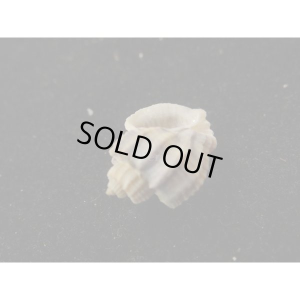 画像3: カタハリオリイレボラ (3)