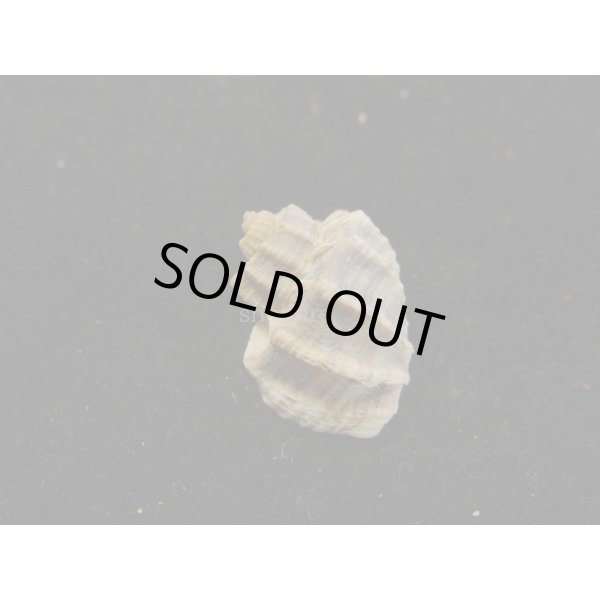 画像2: カタハリオリイレボラ (2)