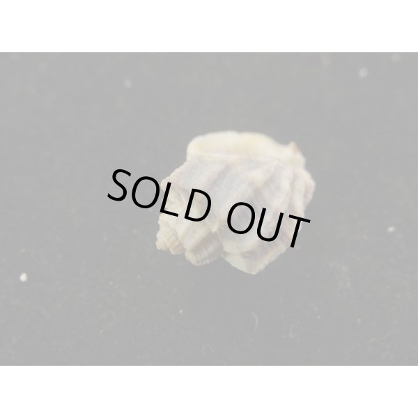 画像3: カタハリオリイレボラ (3)