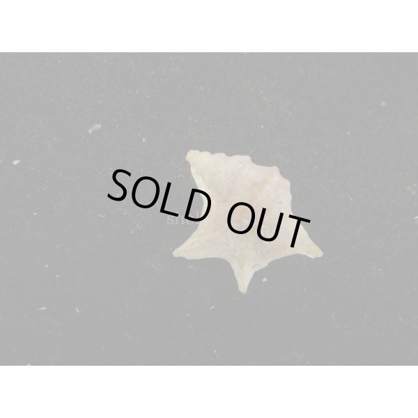 画像2: セネガルモミジソデ (2)