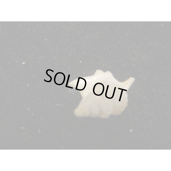 画像3: セネガルモミジソデ (3)