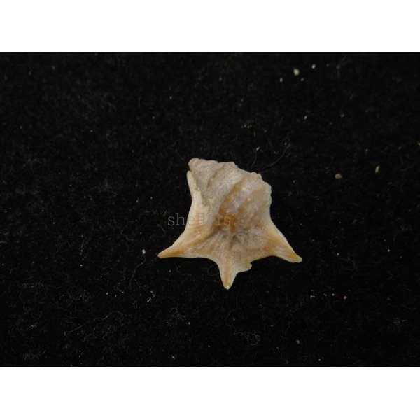 画像2: セネガルモミジソデ (2)