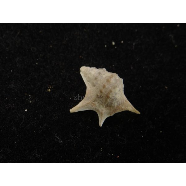 画像2: セネガルモミジソデ (2)