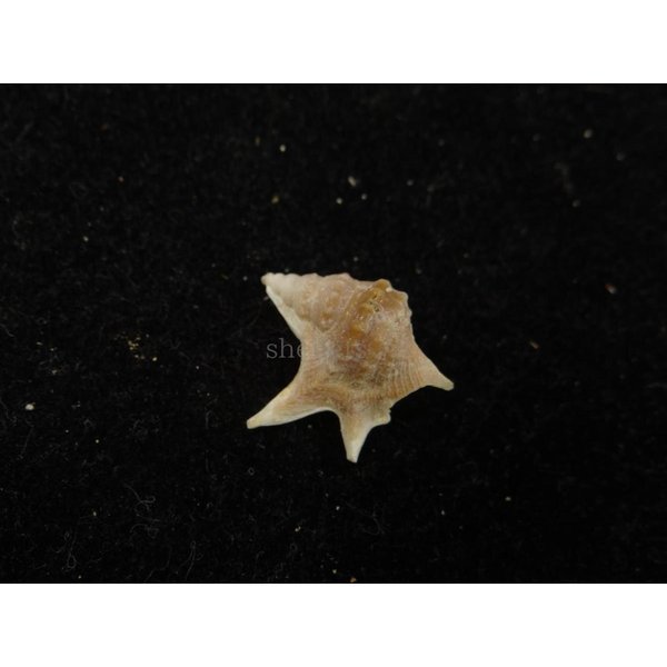 画像2: セネガルモミジソデ (2)