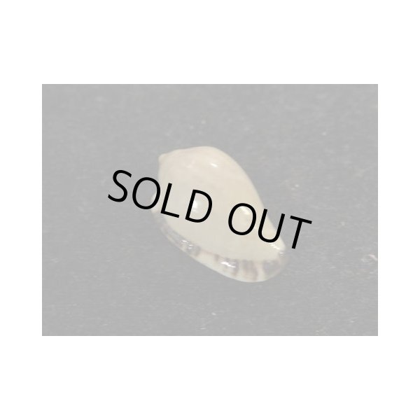 画像2: カズラヘリトリ (2)