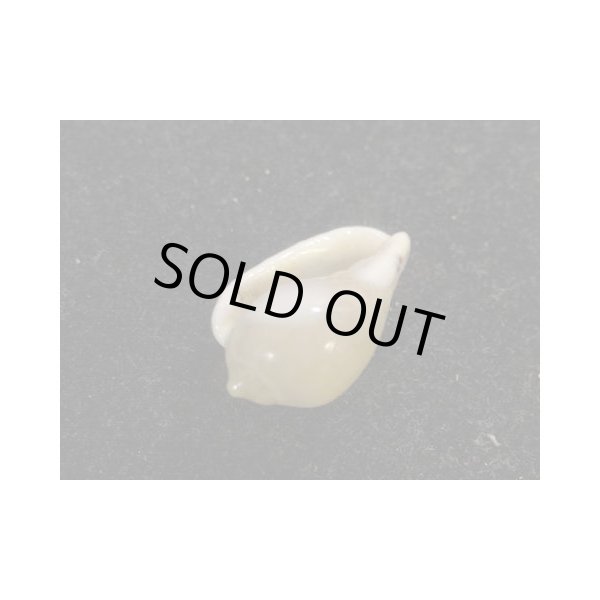 画像3: カズラヘリトリ (3)