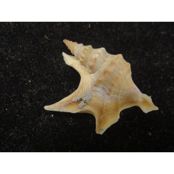 画像2: モミジソデ (2)