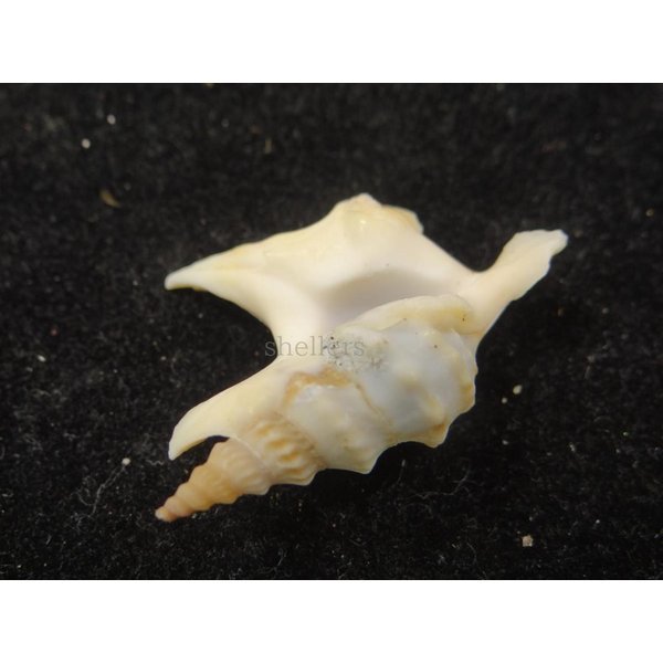 画像3: モミジソデ (3)