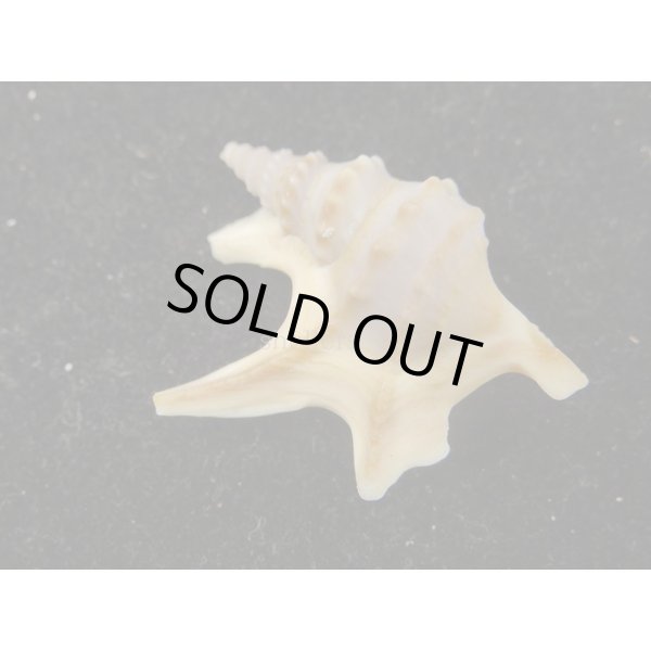 画像2: モミジソデ (2)