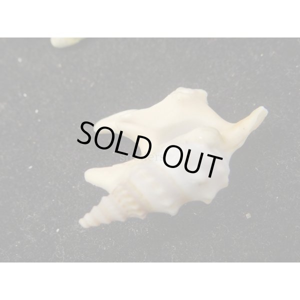 画像3: モミジソデ (3)