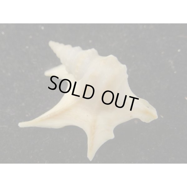 画像2: モミジソデ (2)