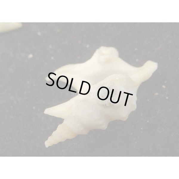 画像3: モミジソデ (3)