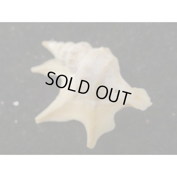 画像2: モミジソデ (2)