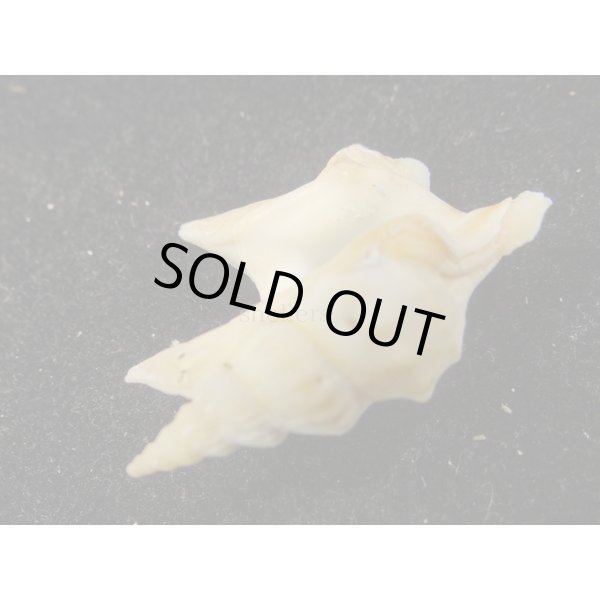 画像3: モミジソデ (3)