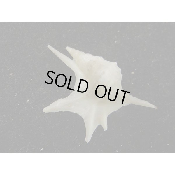 画像2: ヒメモミジソデ (2)