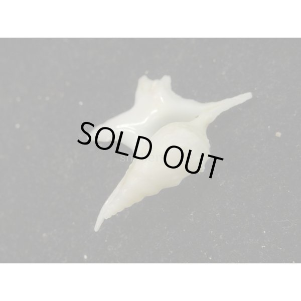 画像3: ヒメモミジソデ (3)