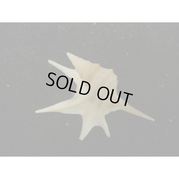 画像2: ヒメモミジソデ (2)