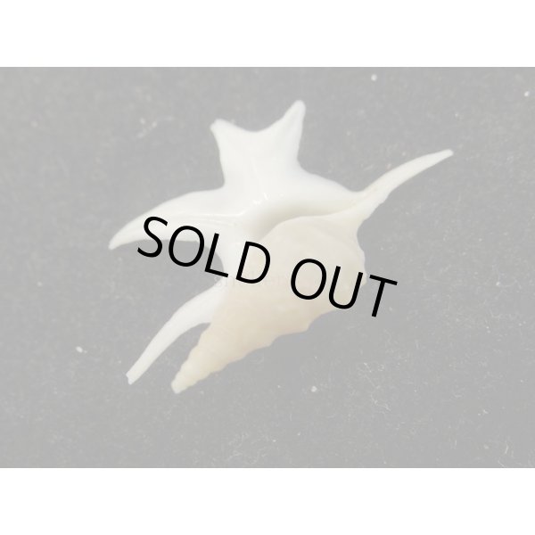 画像3: ヒメモミジソデ (3)