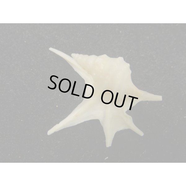 画像2: ヒメモミジソデ (2)