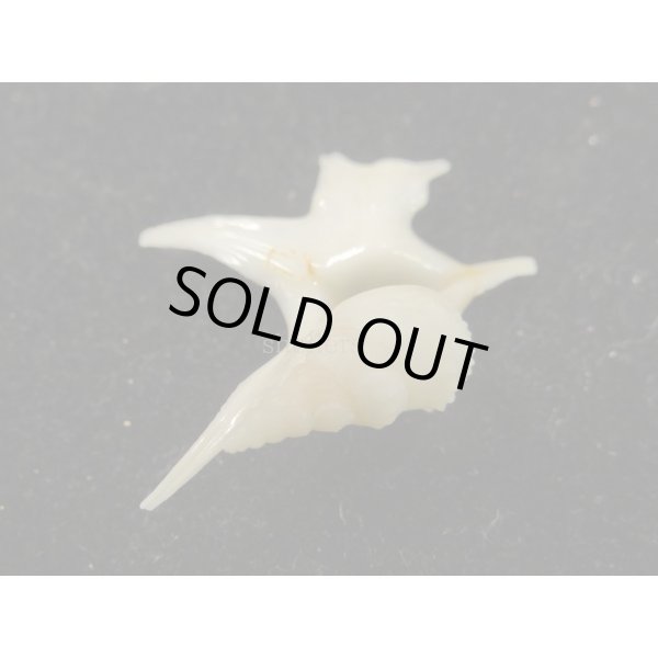 画像3: ヒメモミジソデ (3)