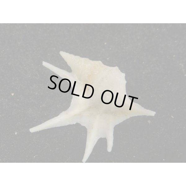 画像2: ヒメモミジソデ (2)