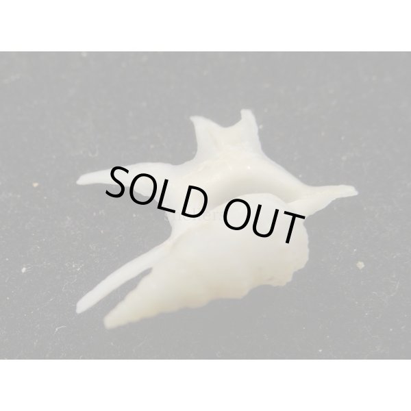 画像3: ヒメモミジソデ (3)