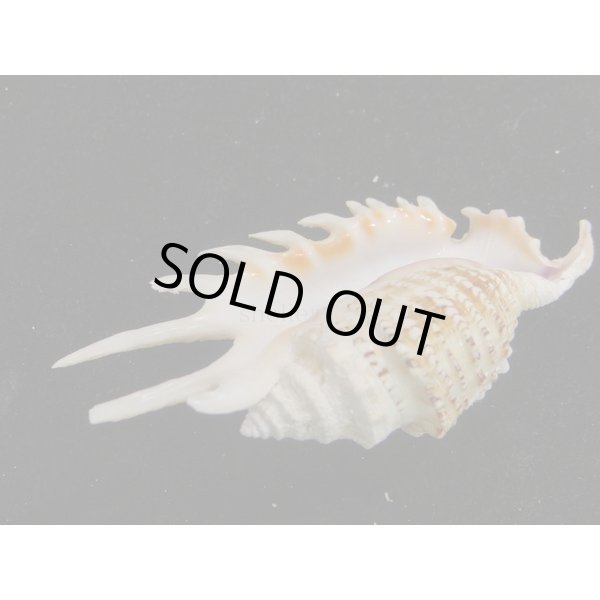 画像3: ムラサキムカデソデ　完洗い (3)