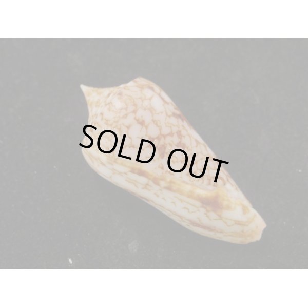 画像2: カイオウイモ (2)