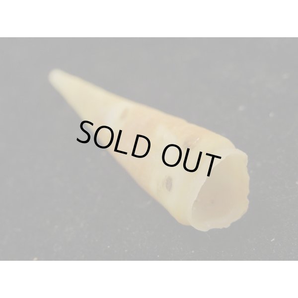 画像3: ヒラツノ 大 (3)