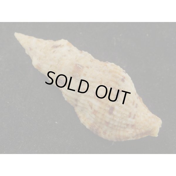 画像2: スギタニセコバイ 特大 (2)