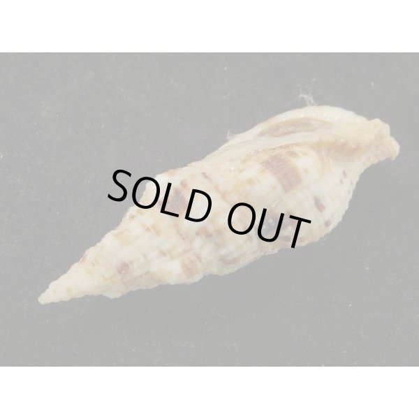 画像3: スギタニセコバイ 特大 (3)