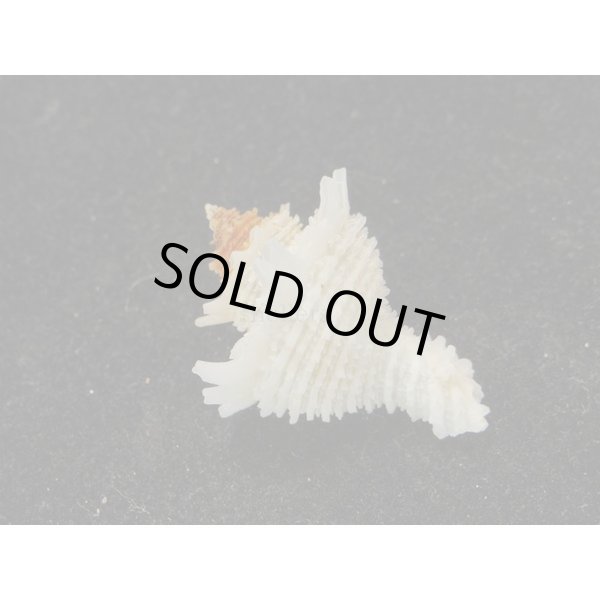 画像2: カセンガイ (2)