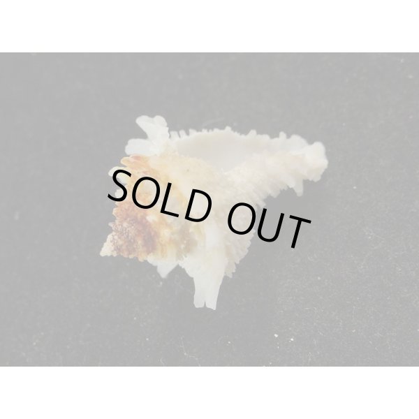 画像3: カセンガイ (3)