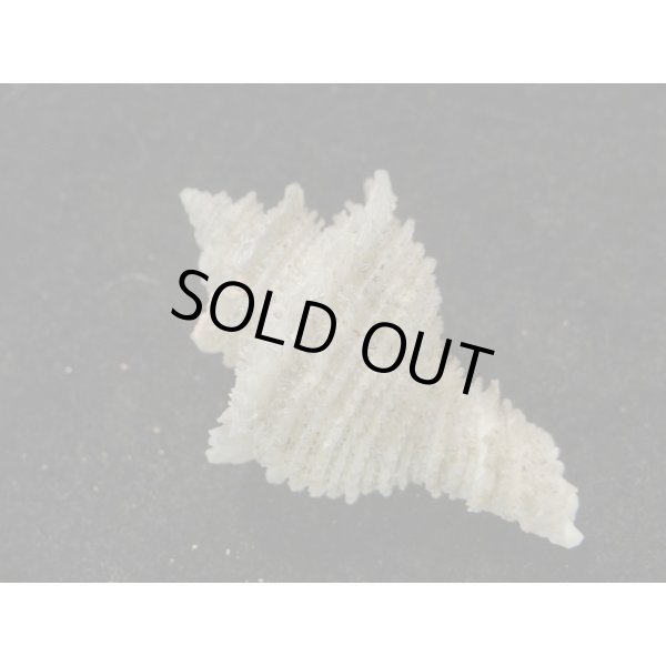 画像2: カセンガイ 死殻 (2)