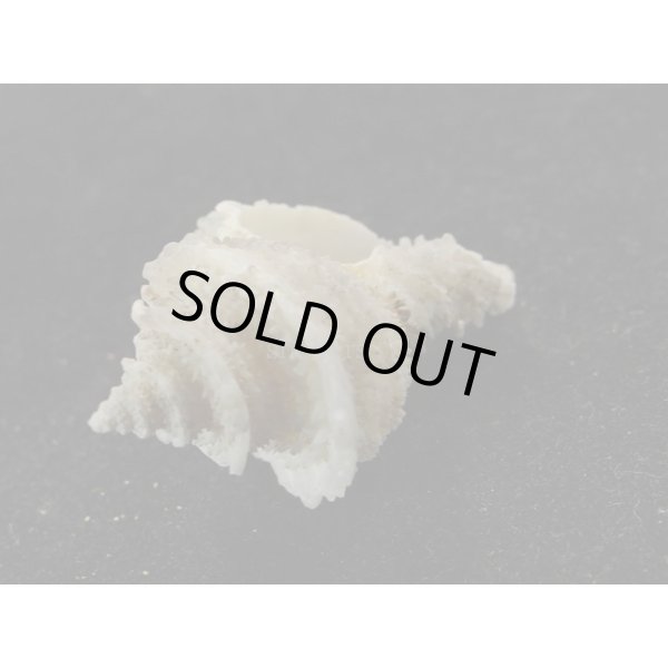 画像3: カセンガイ 死殻 (3)