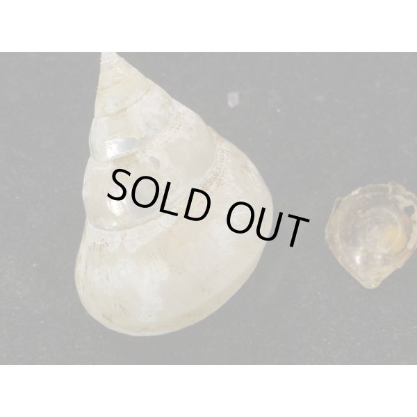 画像2: フクレギンエビス 大 (2)