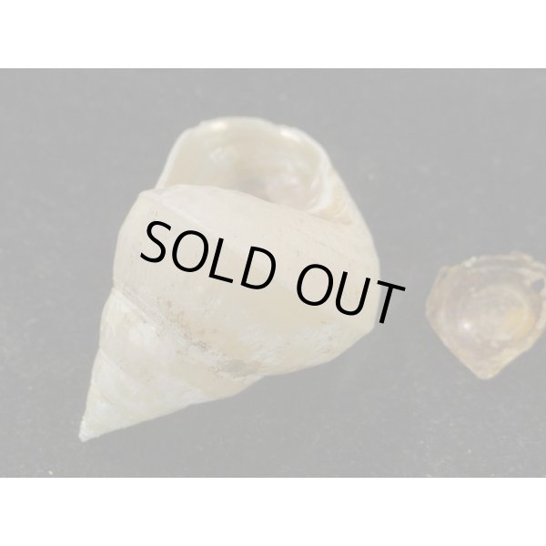 画像3: フクレギンエビス 大 (3)